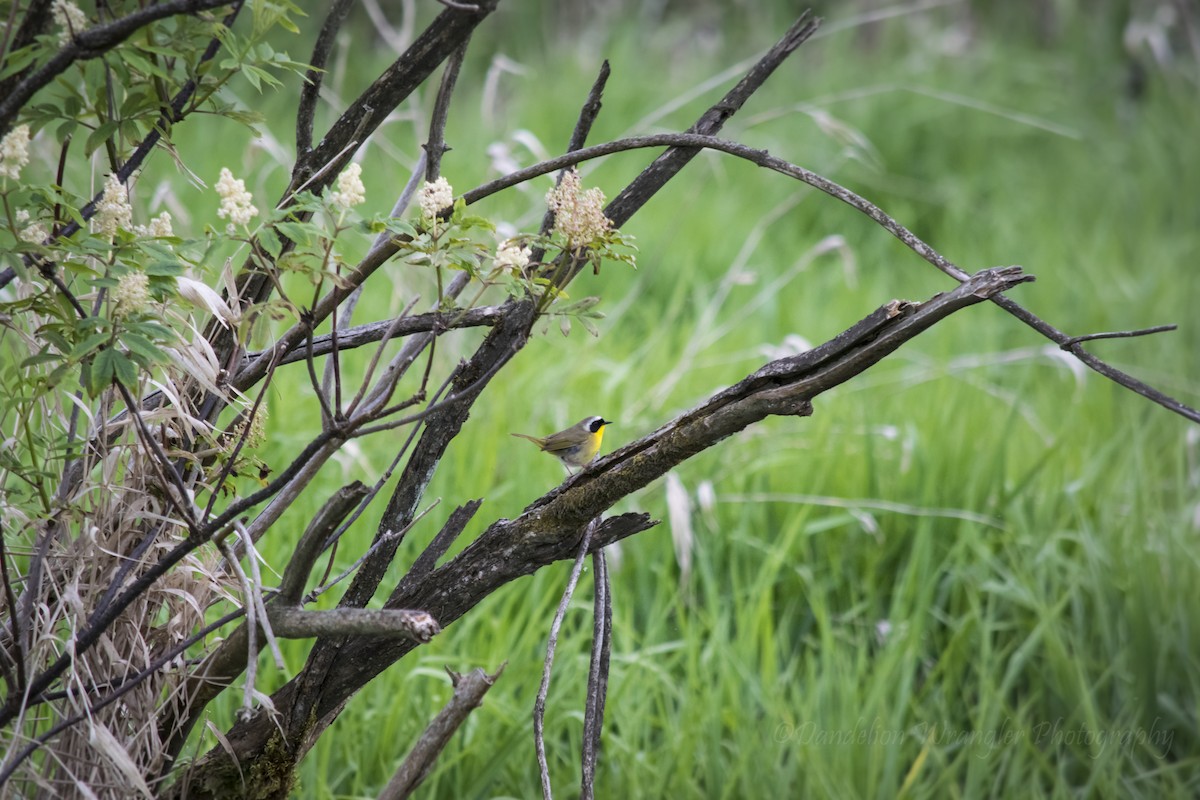 Common Yellowthroat - Laura Thomas