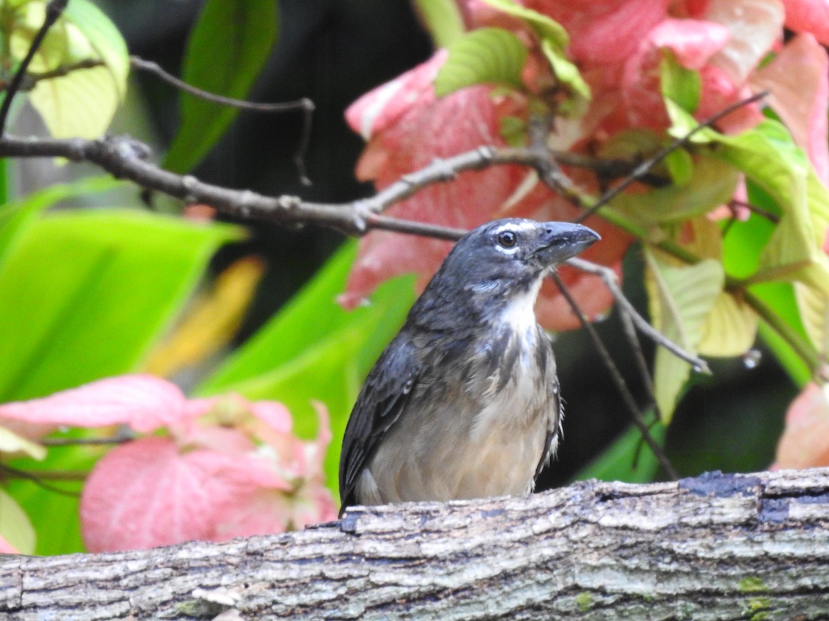 Olive-gray Saltator - Liliana Marcela Ospina Sánchez https://raicesprofundas.co/