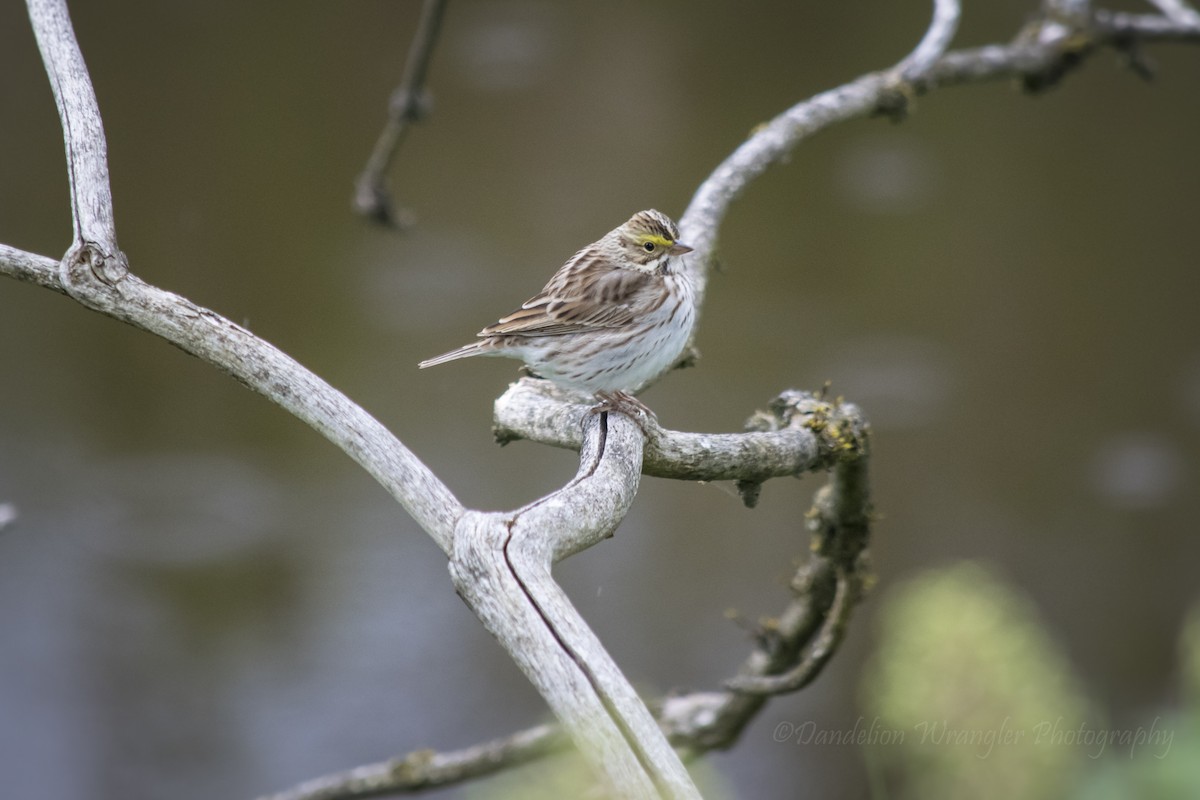 Savannah Sparrow - Laura Thomas