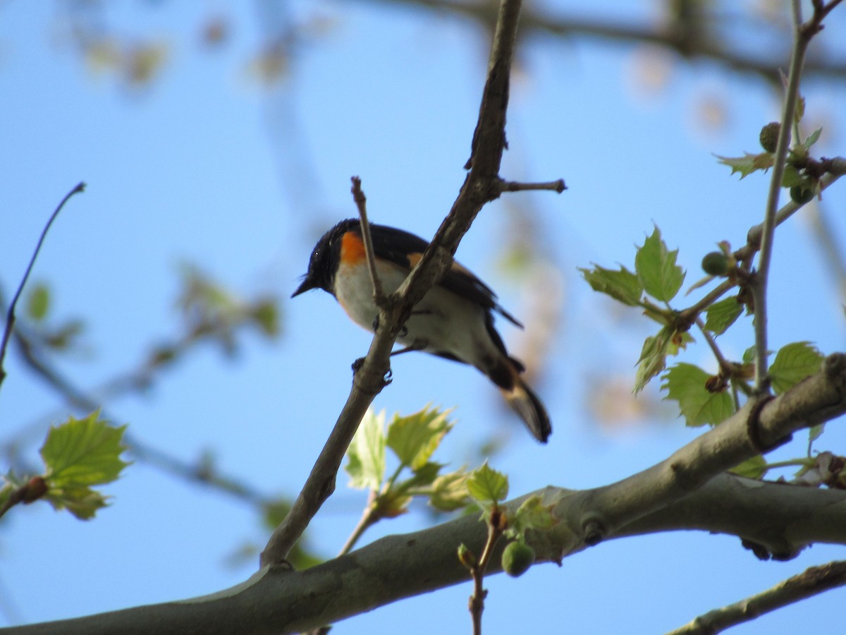 American Redstart - ML449606581