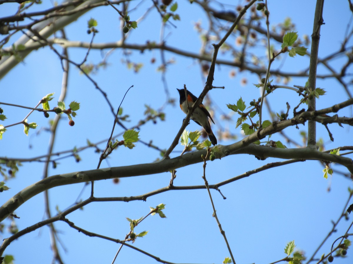 American Redstart - ML449606651