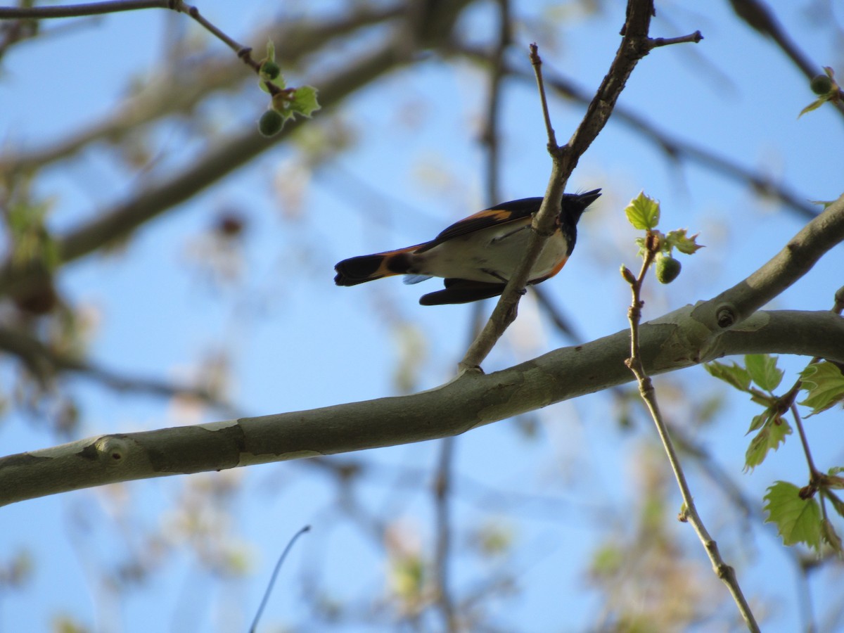 American Redstart - ML449606681