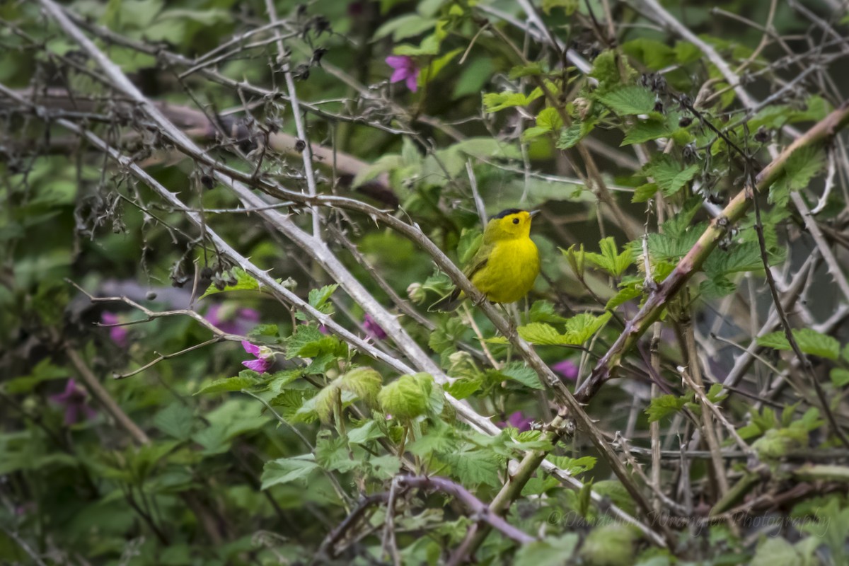 Wilson's Warbler - Laura Thomas