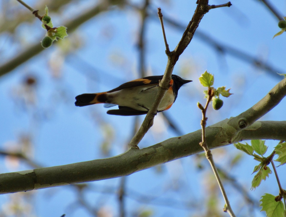 rødstjertparula - ML449606781