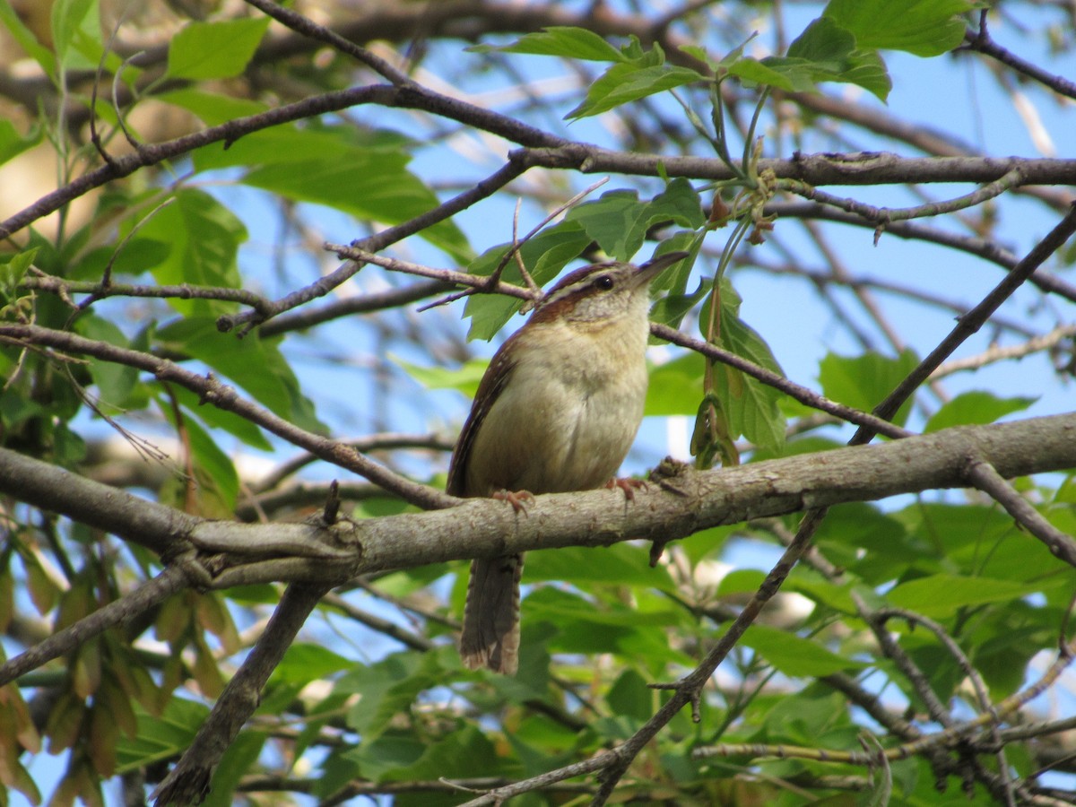 Carolina Wren - ML449606991