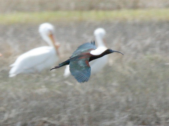 ibis hnědý - ML449607011