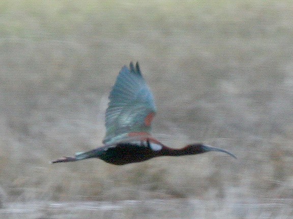 ibis hnědý - ML449607021