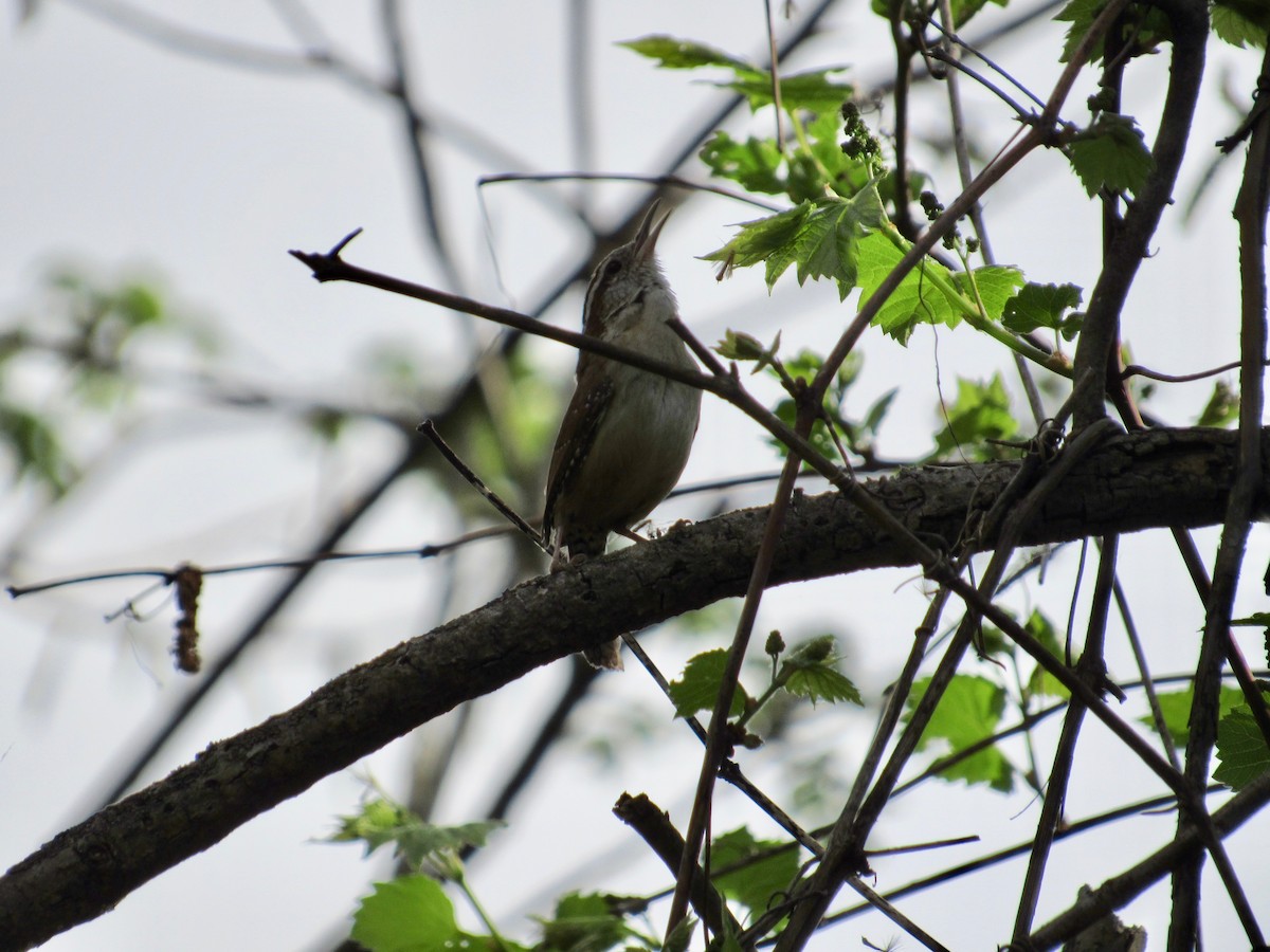 Carolina Wren - ML449607031