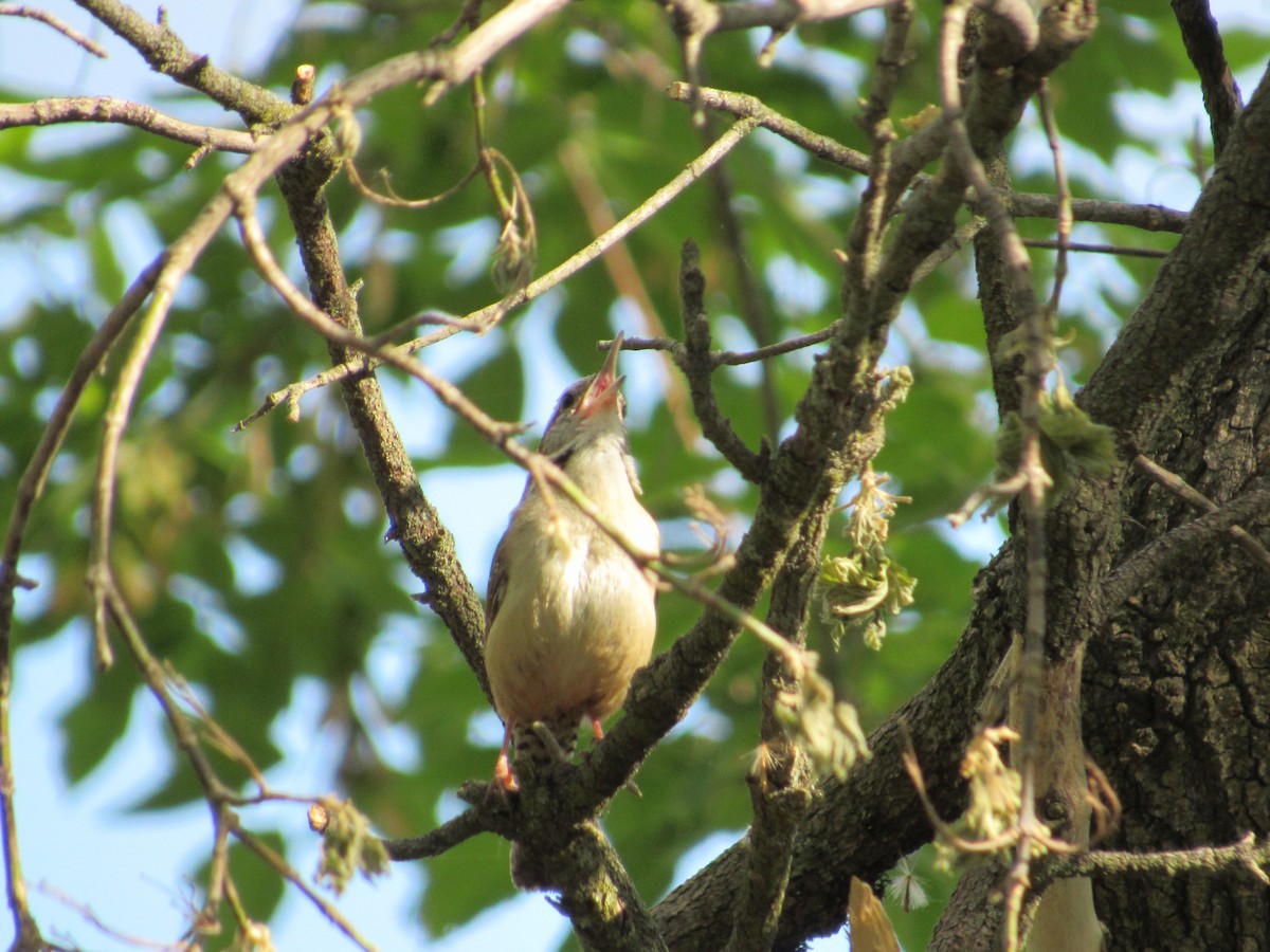 Carolina Wren - ML449607081