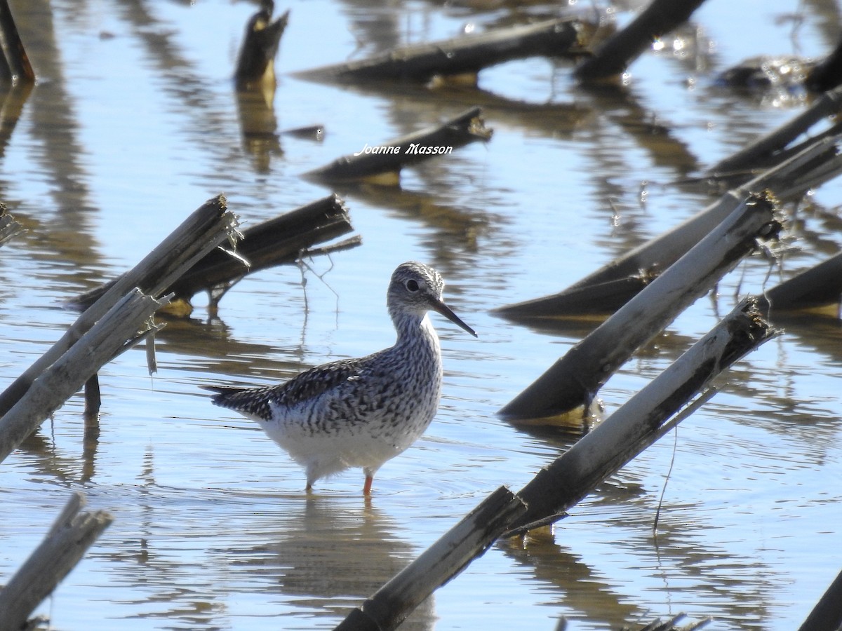 Lesser Yellowlegs - ML449608131