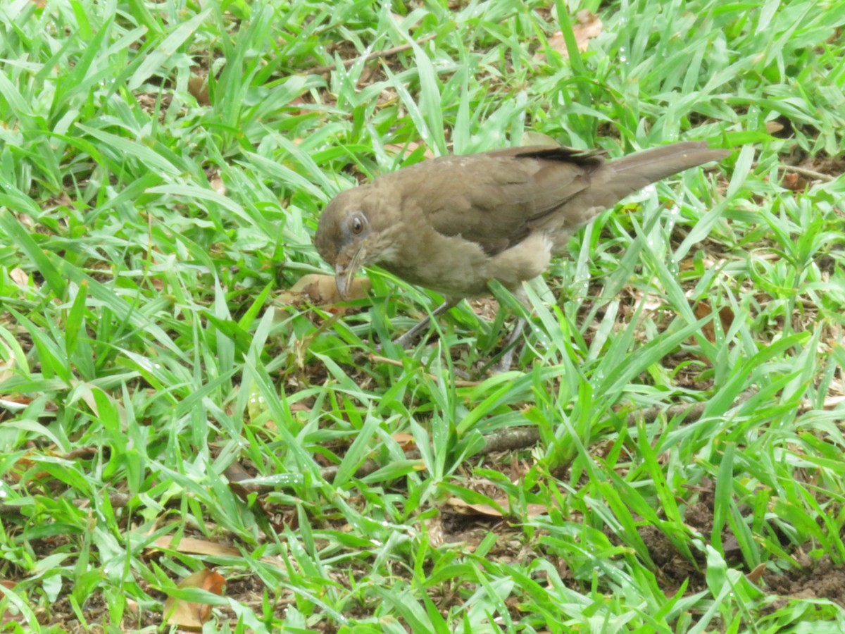 Black-billed Thrush - ML449609771