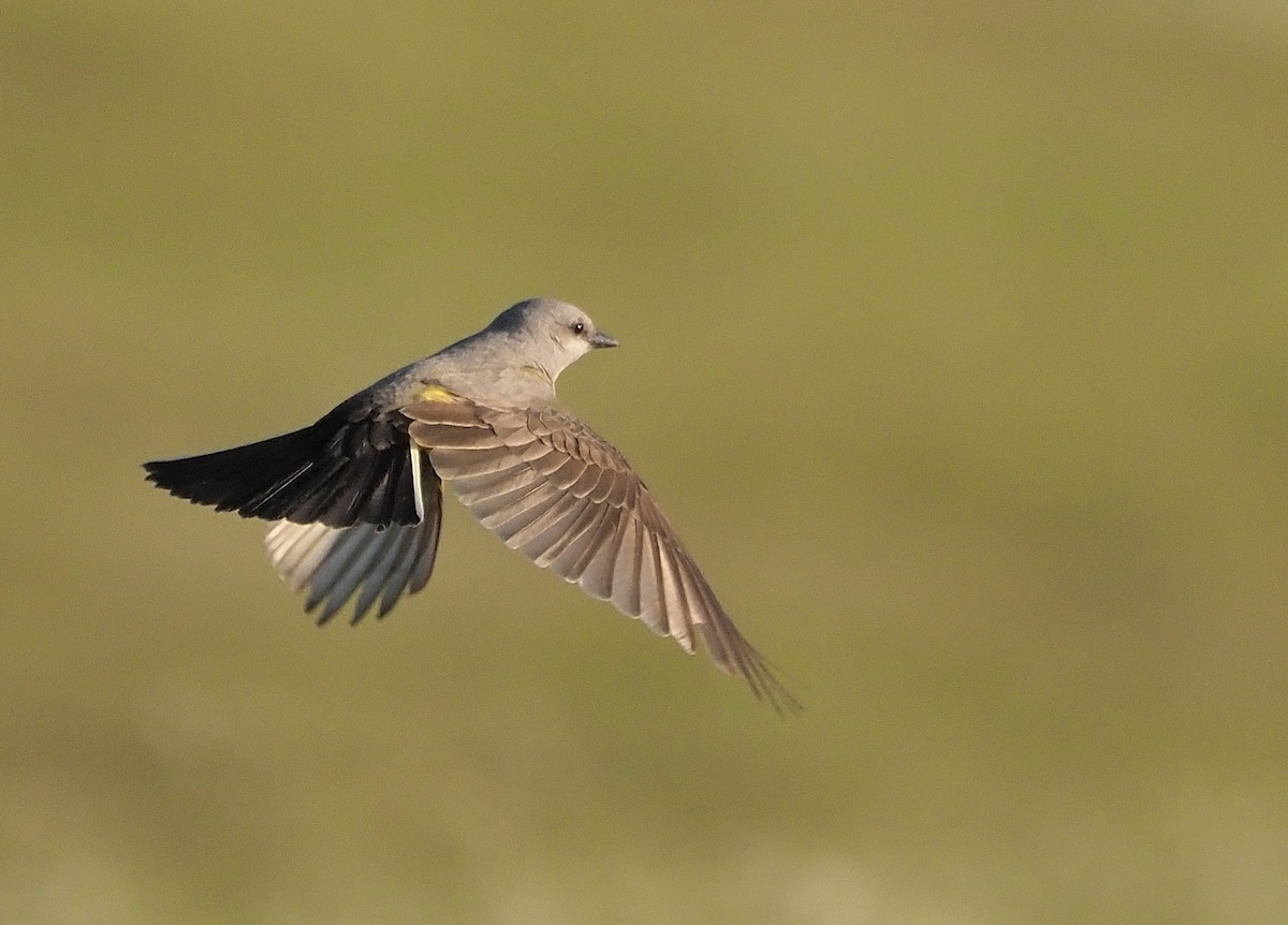 Western Kingbird - ML449610981