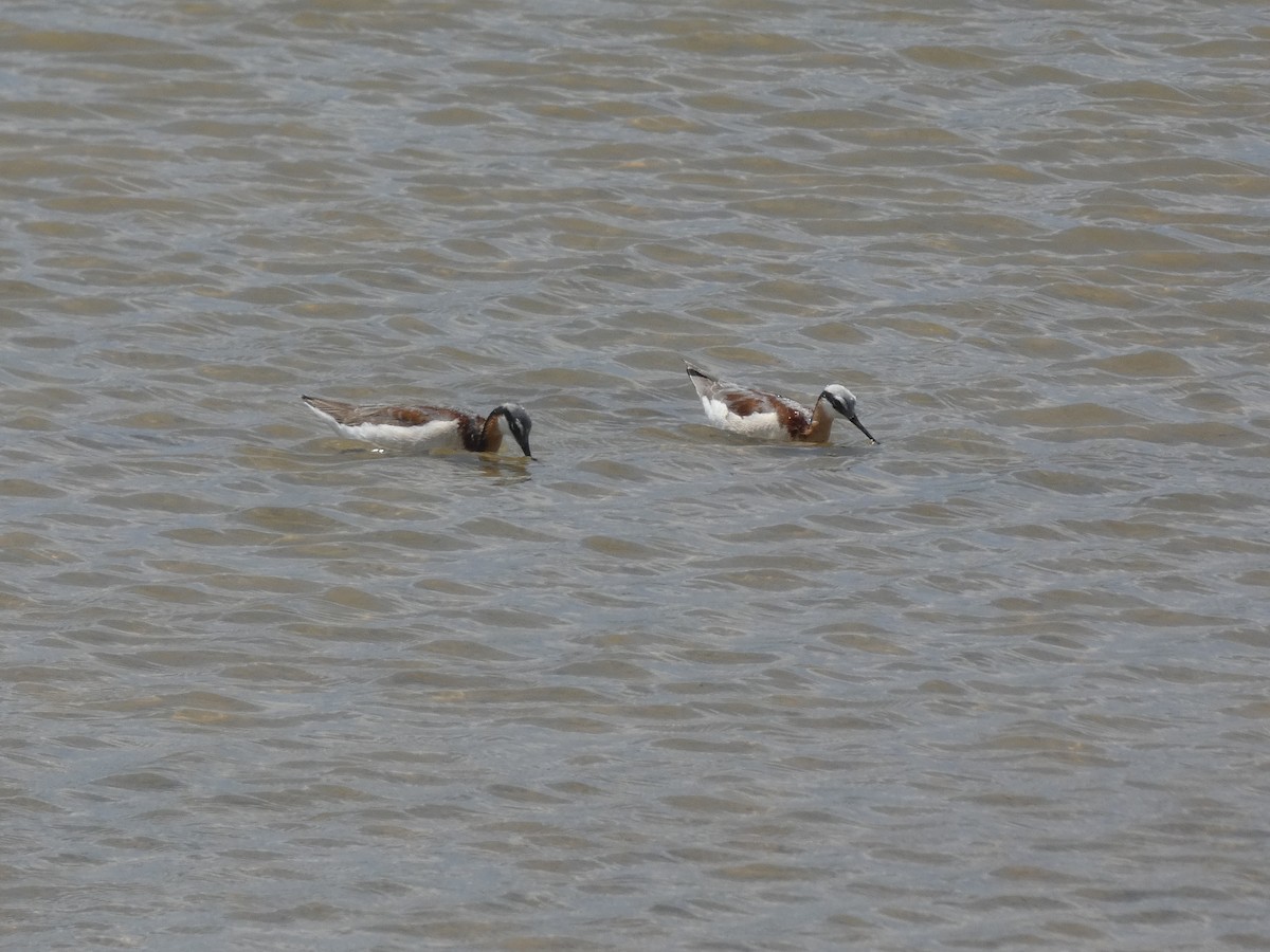 hvithalesvømmesnipe - ML449611381