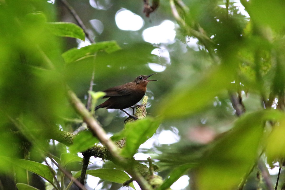 Middle American/South American Leaftosser - ML449611611