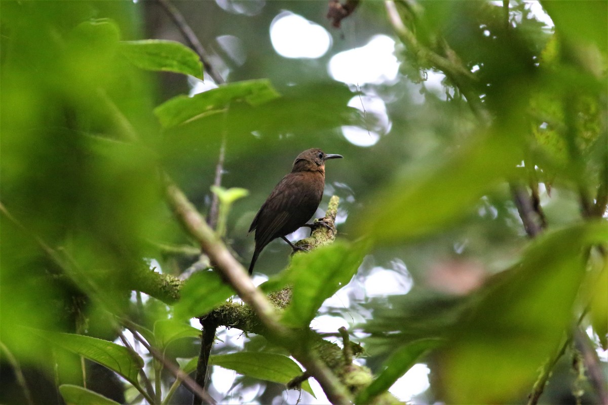 Middle American/South American Leaftosser - ML449611751