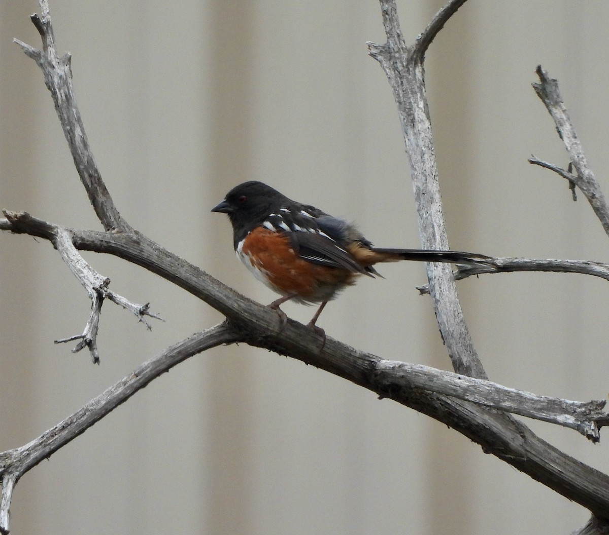Spotted Towhee - ML449612061