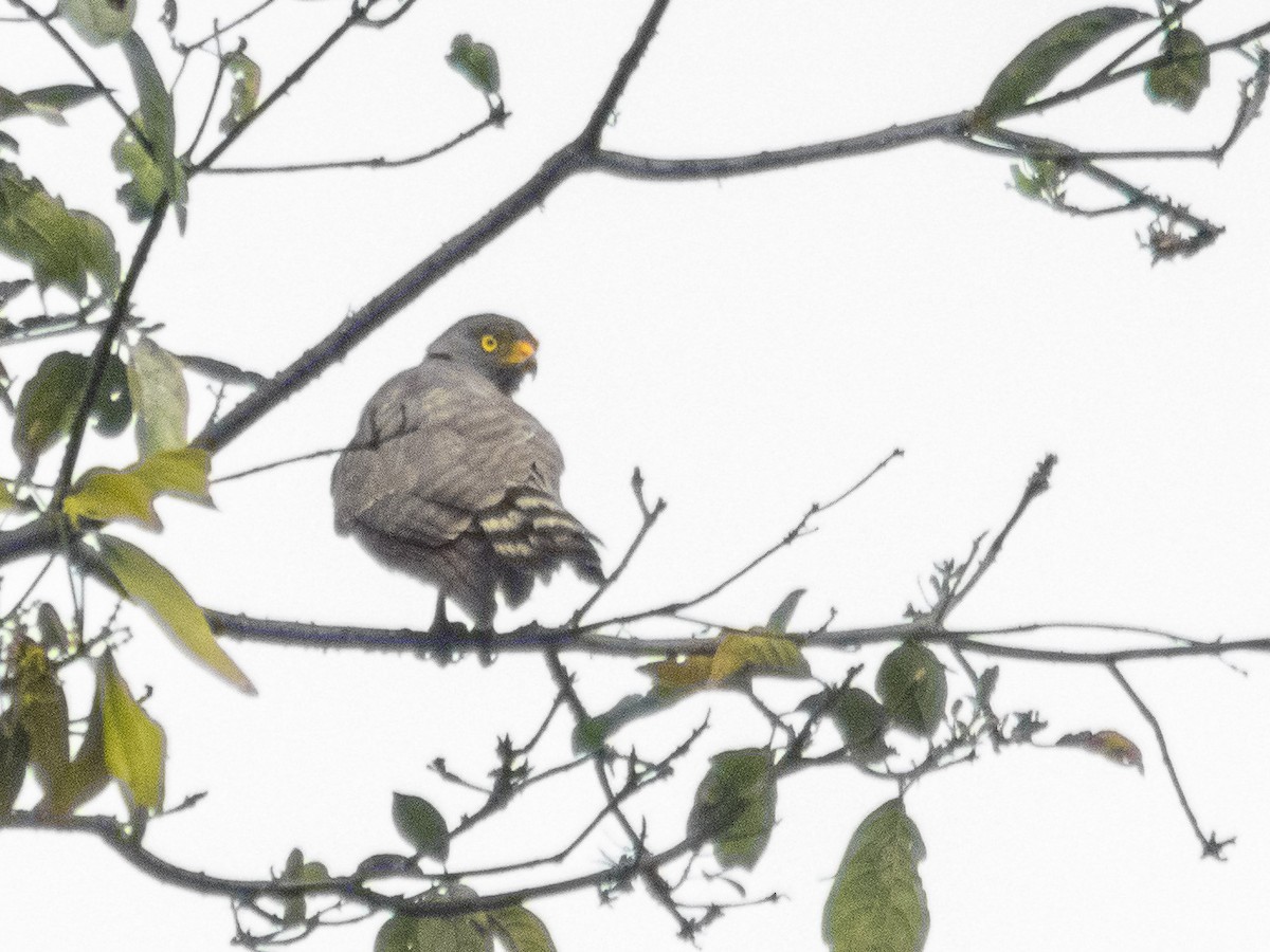 Roadside Hawk - ML449612701