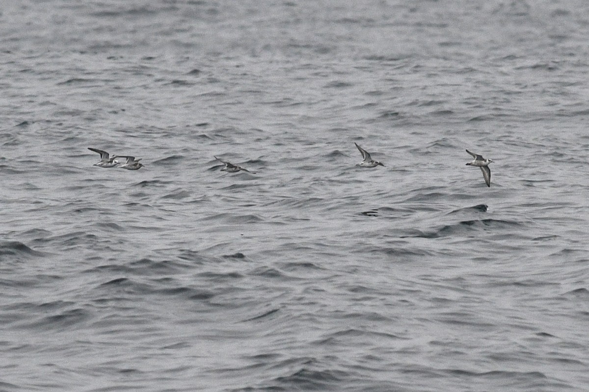 Red Phalarope - ML449612731