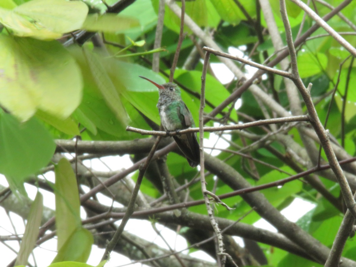 Glittering-throated Emerald - ML449612801