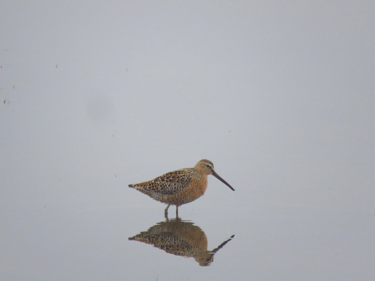 Short-billed Dowitcher - ML449613151