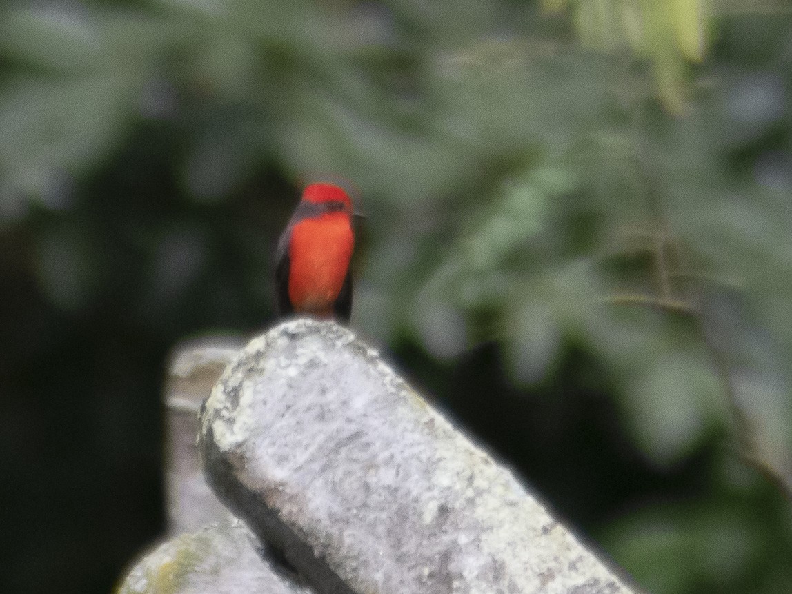 Vermilion Flycatcher - CARLOS ARIEL LOPEZ ZULETA