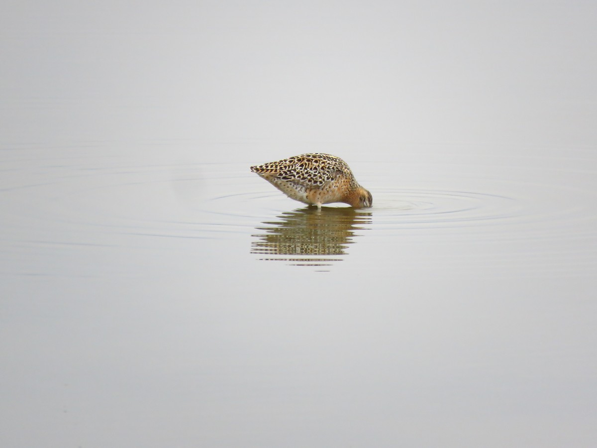 Short-billed Dowitcher - Ken Orich