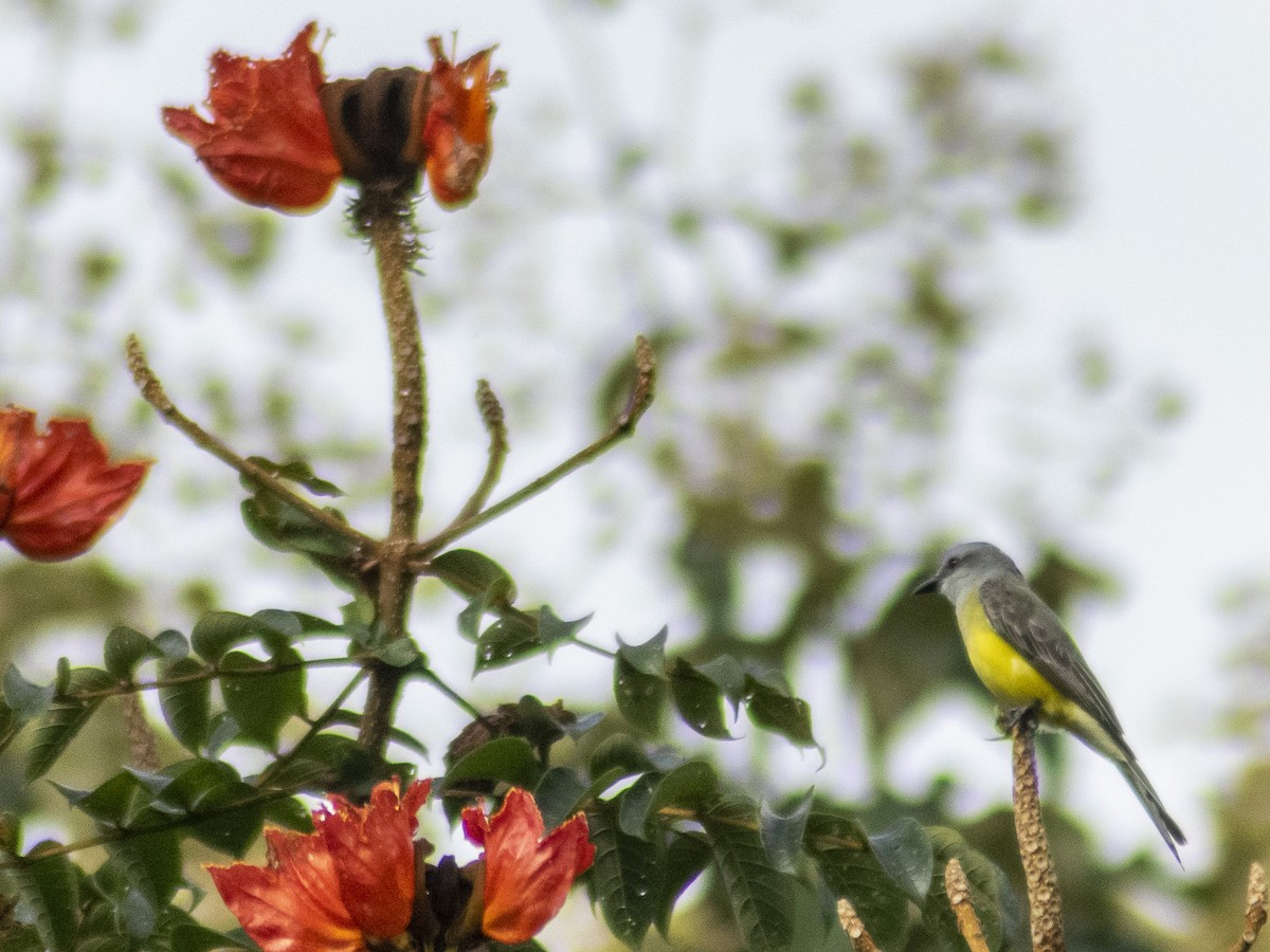 Tropical Kingbird - ML449613301