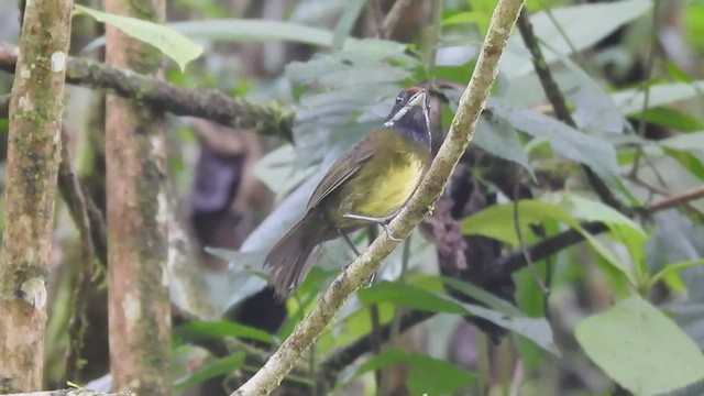 Sooty-faced Finch - ML449613451