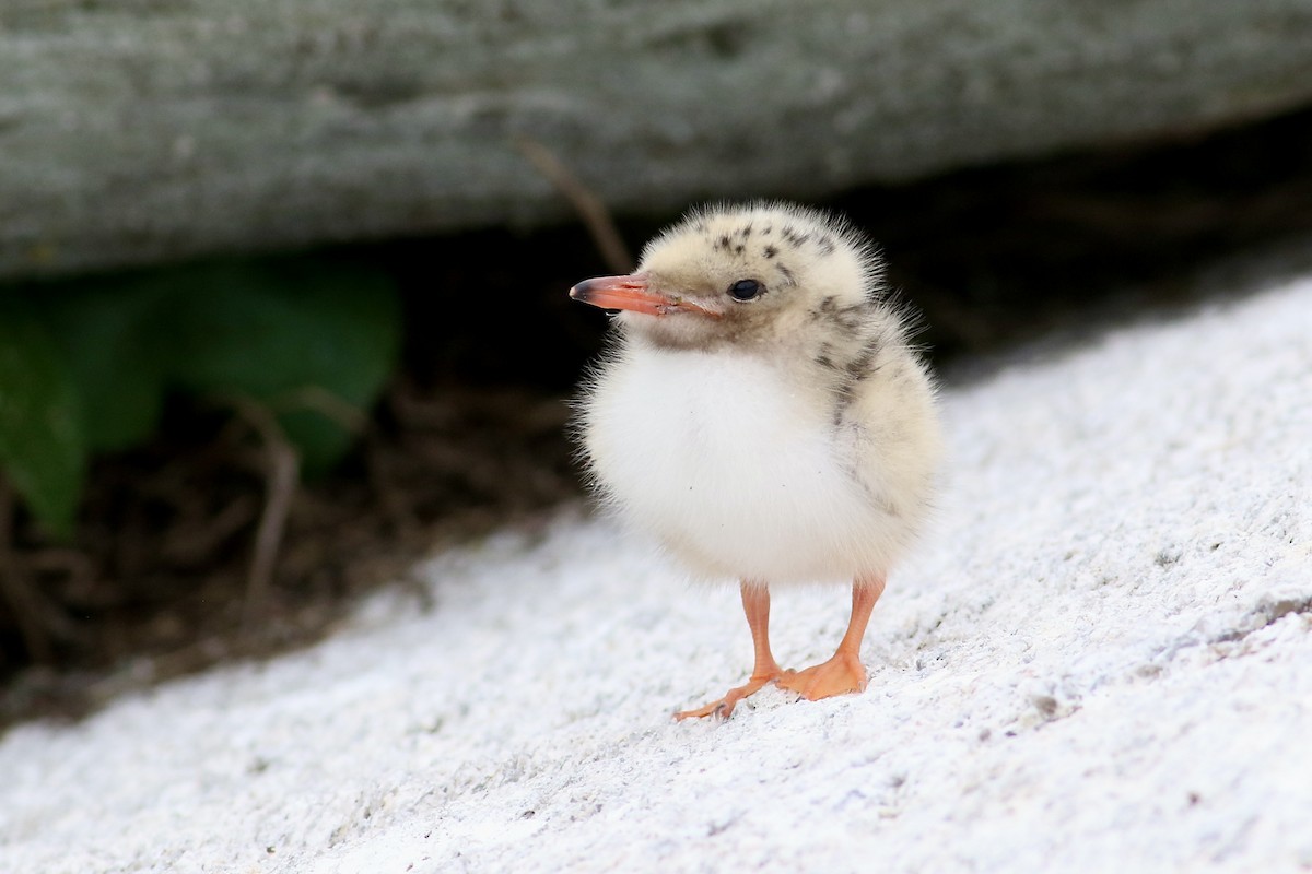 Common Tern - ML449613651