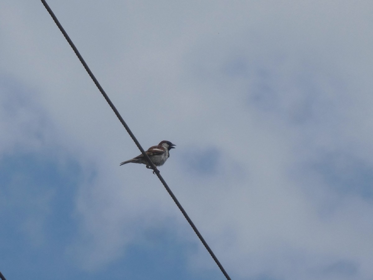 House Sparrow - ML449614381