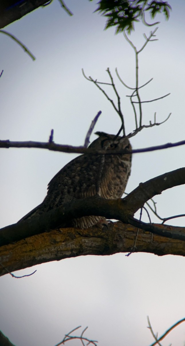 Great Horned Owl - DeQuan Flight-Roberson