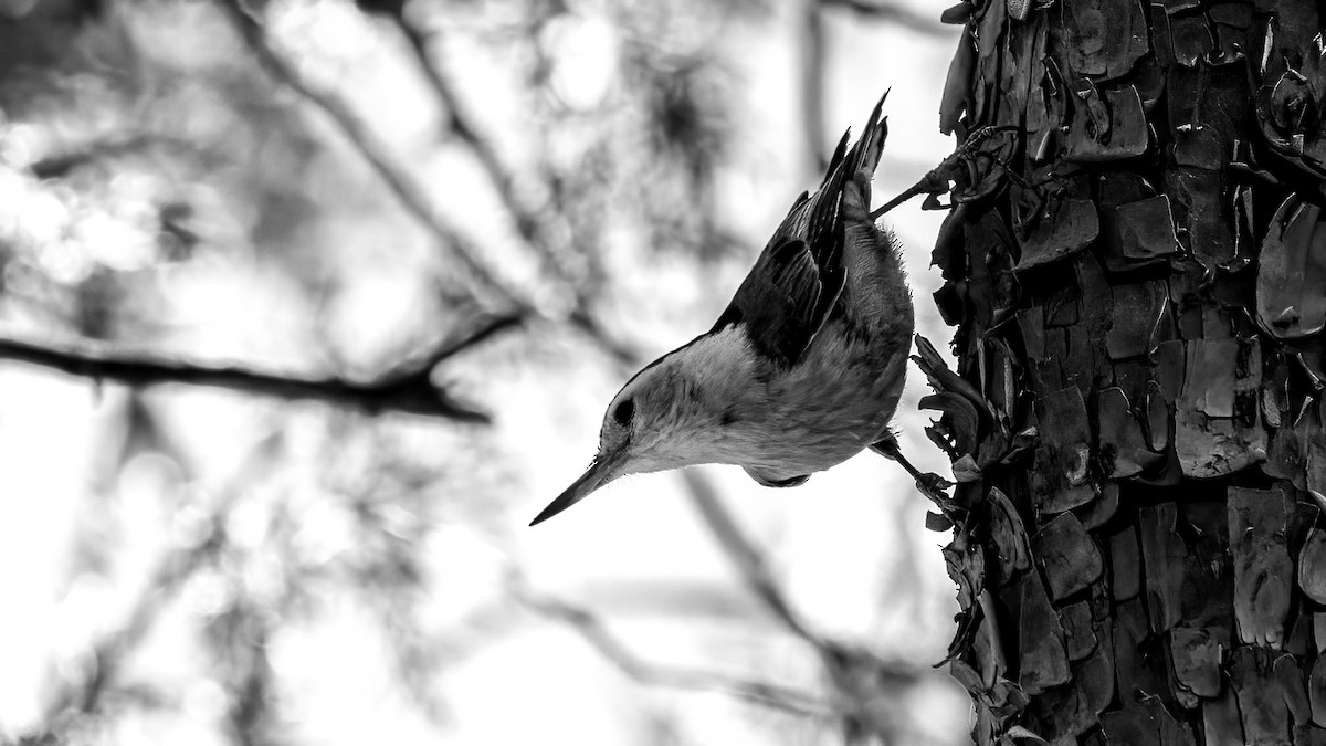 White-breasted Nuthatch (Interior West) - ML449614961