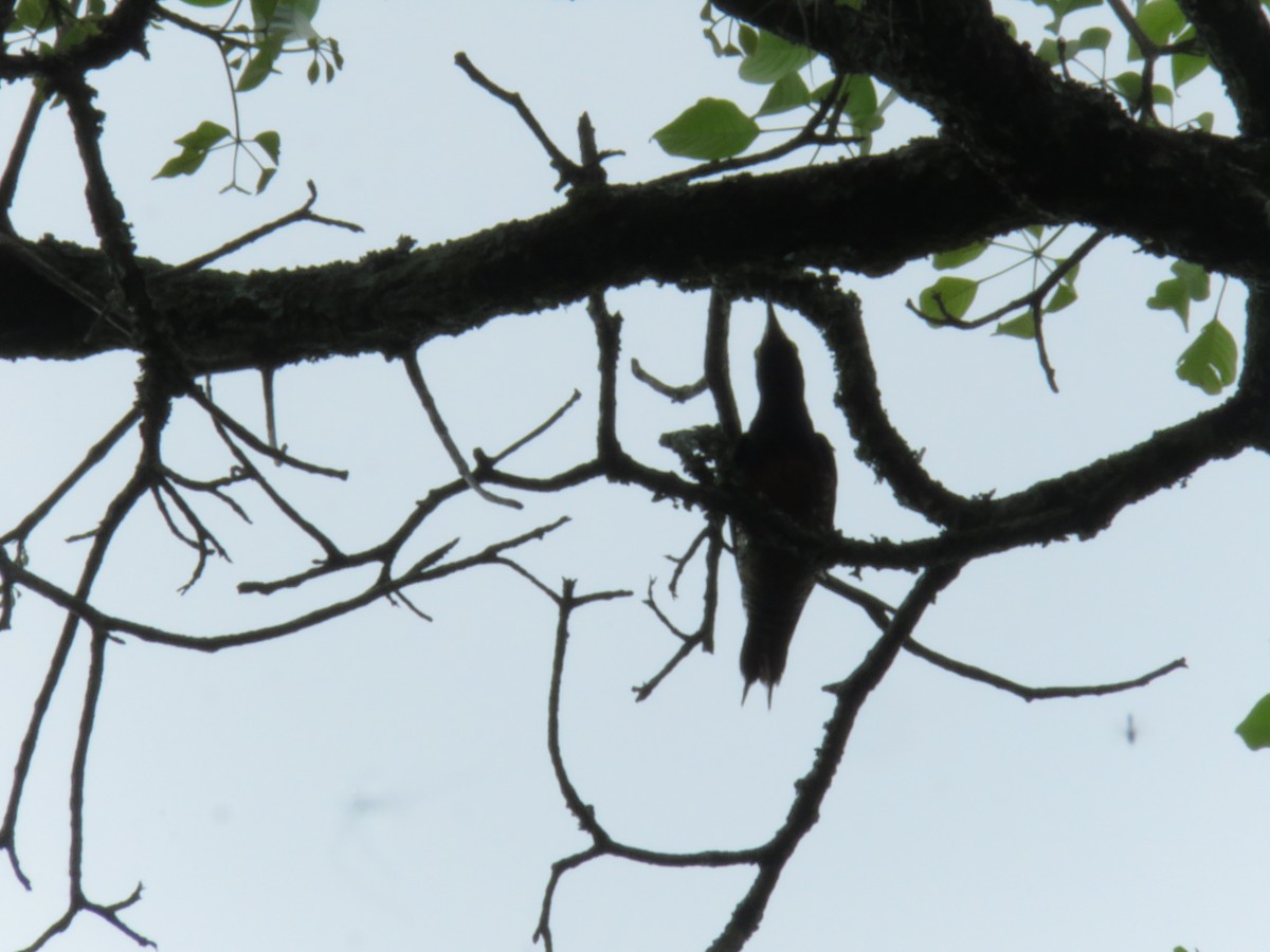 Yellow-tufted Woodpecker - ML449614991