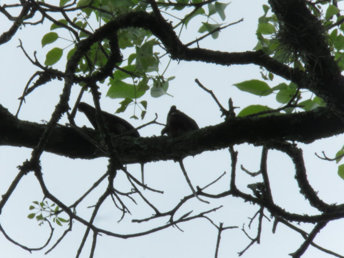 Yellow-tufted Woodpecker - Alexander  Torres