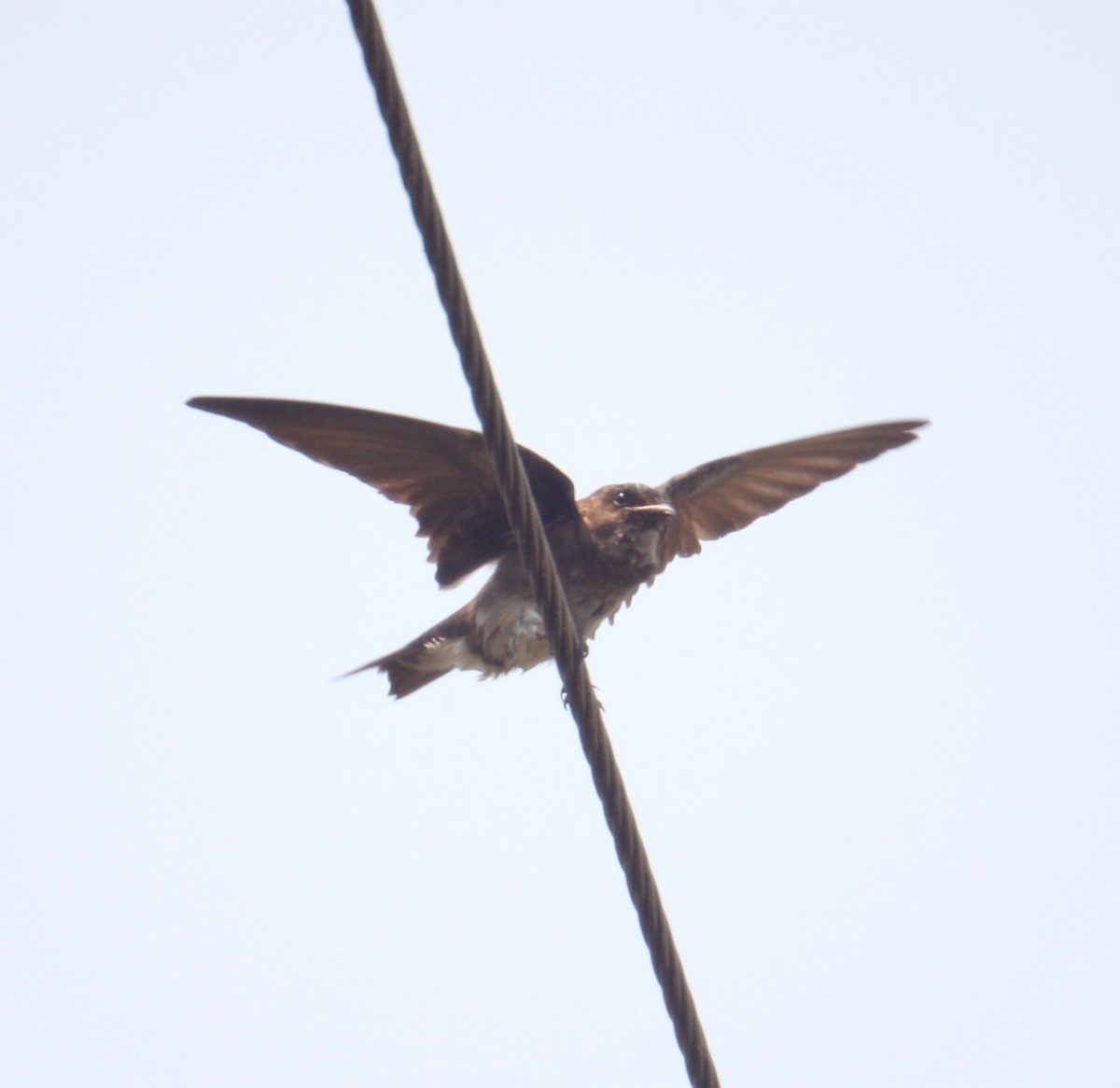 Golondrina Pechigrís - ML449615351