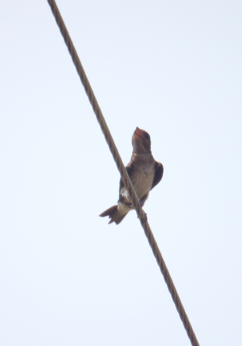 Gray-breasted Martin - Mario Muñoz