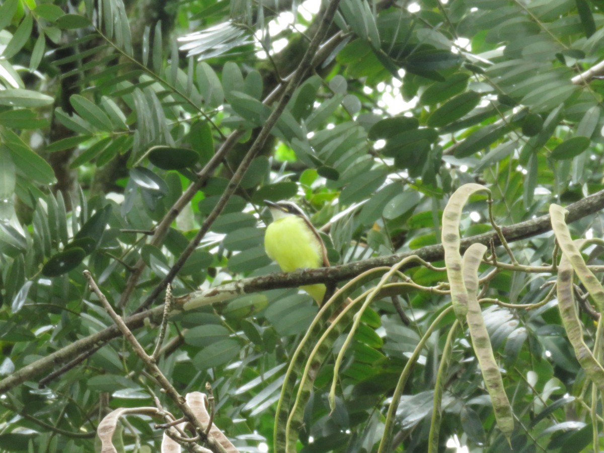 Lesser Kiskadee - ML449615531