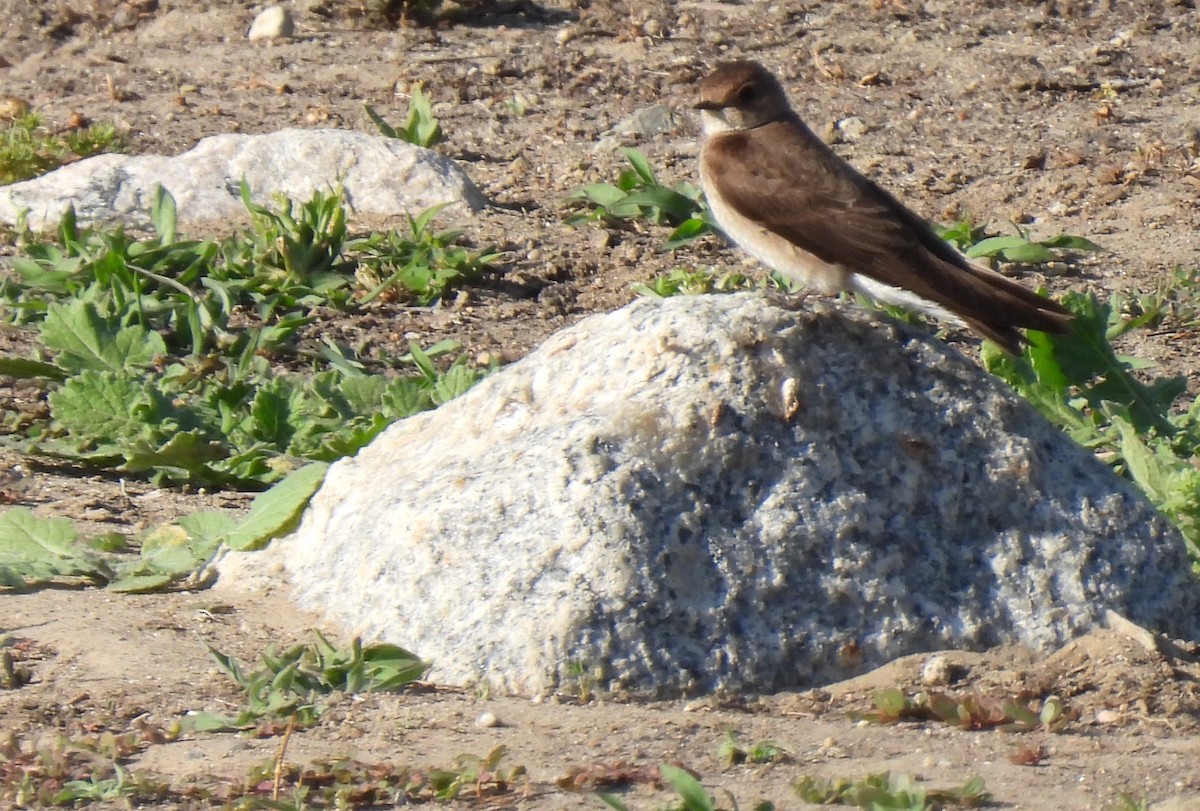 Northern Rough-winged Swallow - ML449615641
