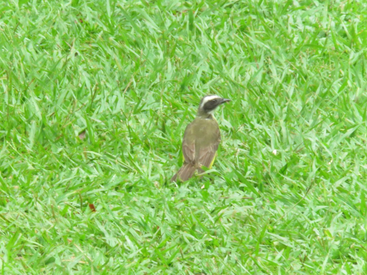 Rusty-margined Flycatcher - ML449615671