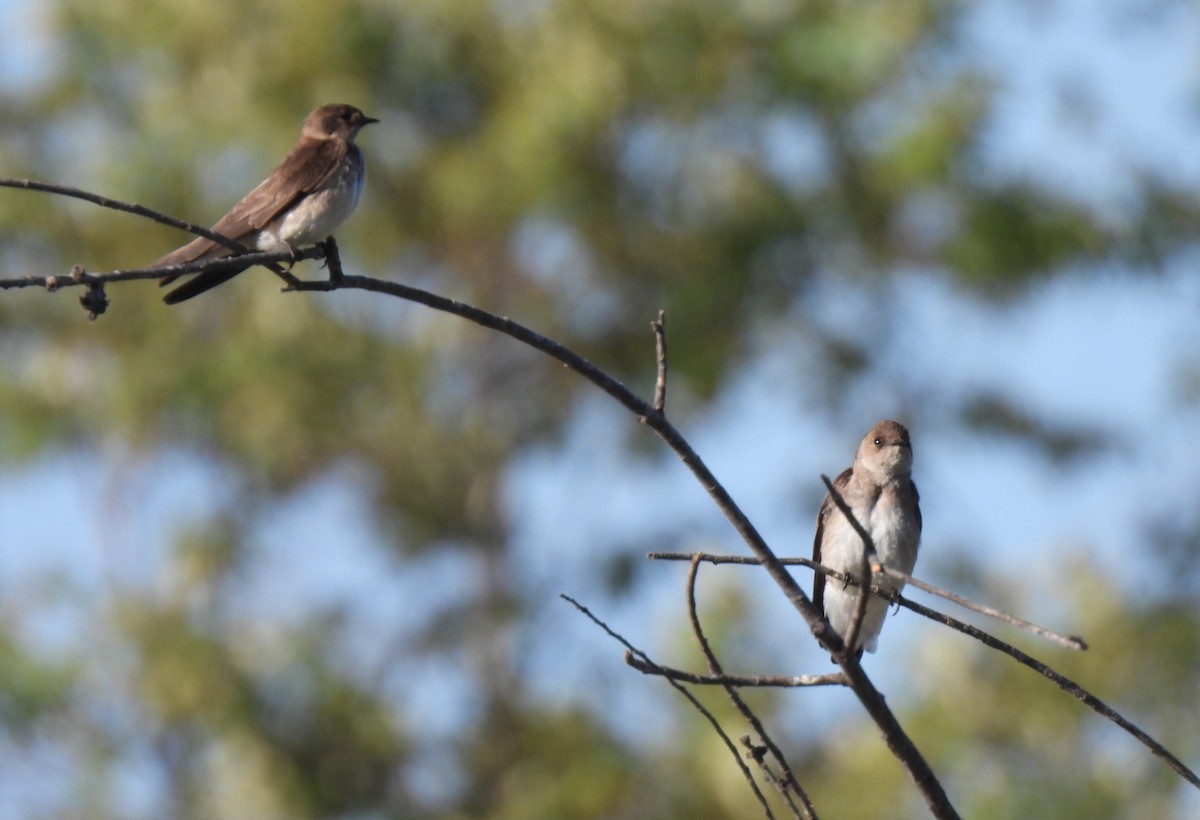 Hirondelle à ailes hérissées - ML449615741