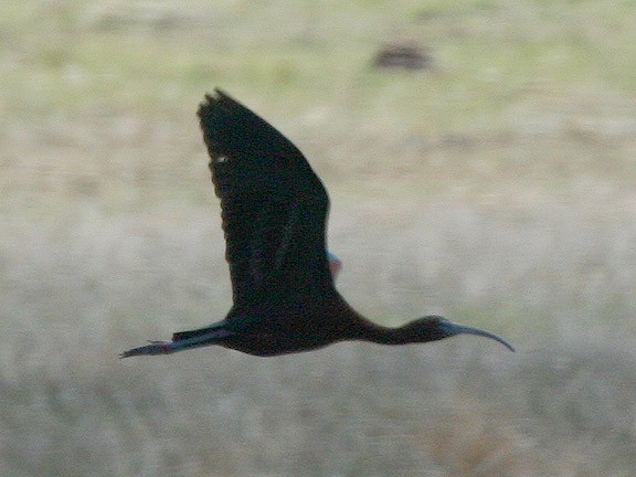 ibis hnědý - ML449615811