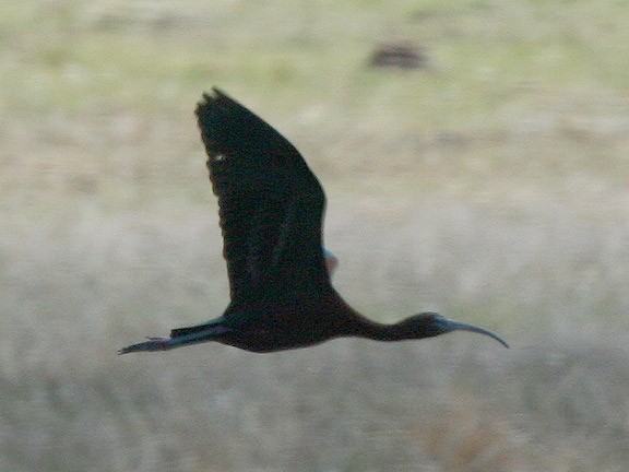 Glossy Ibis - ML449615811