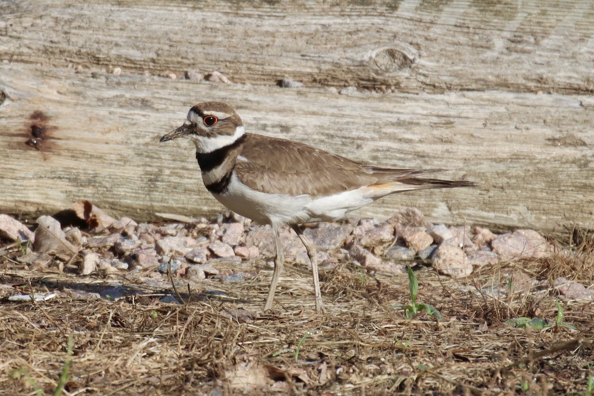 Killdeer - ML449616351