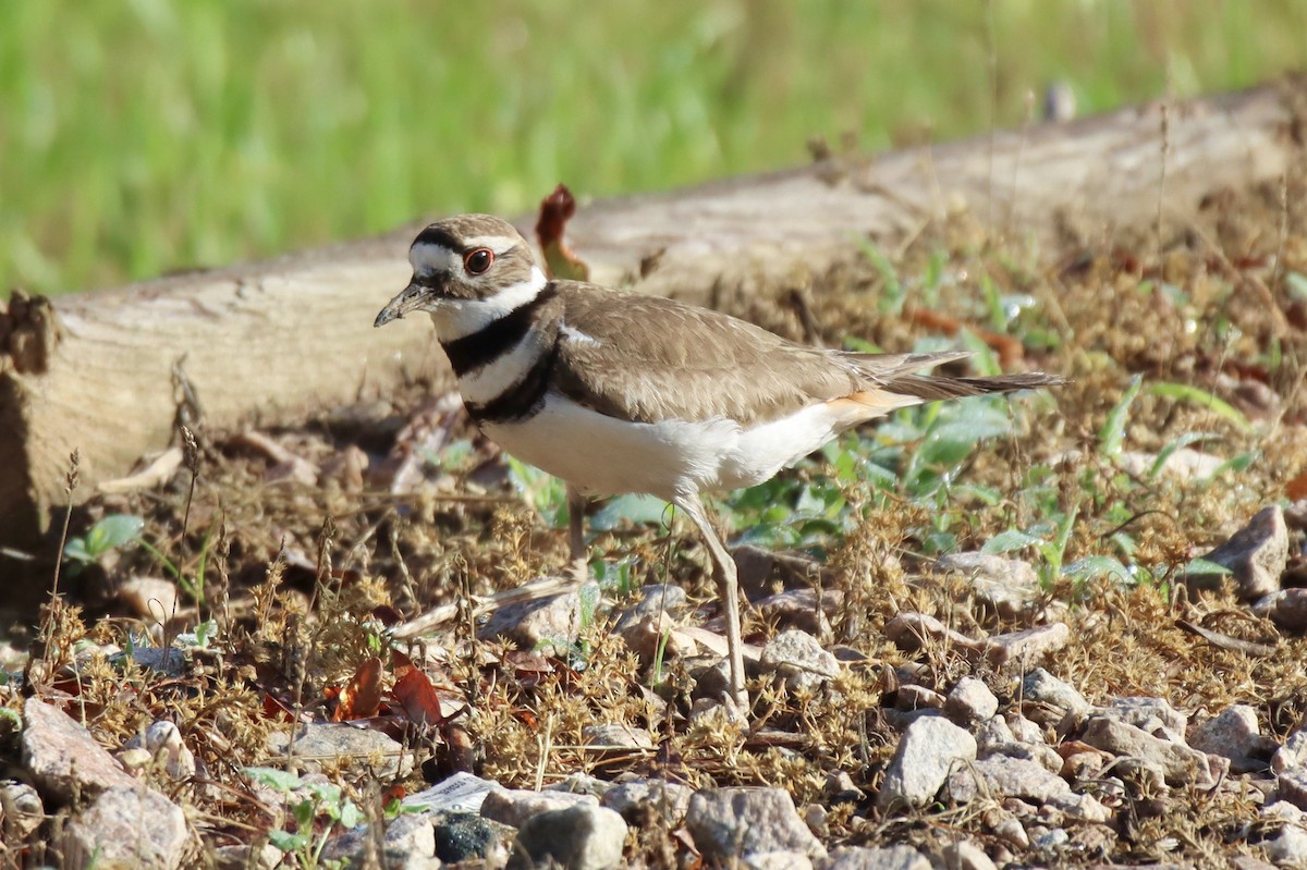 Killdeer - ML449616361