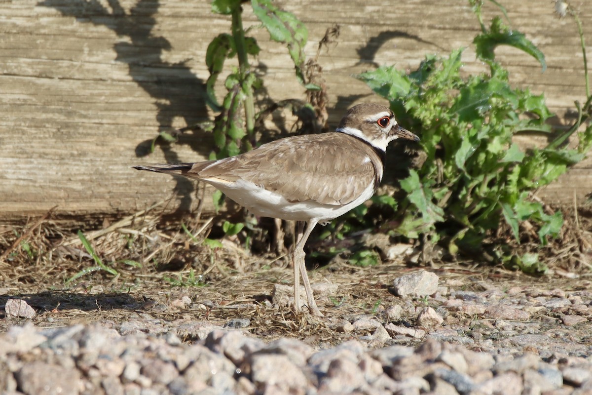 Killdeer - ML449616371