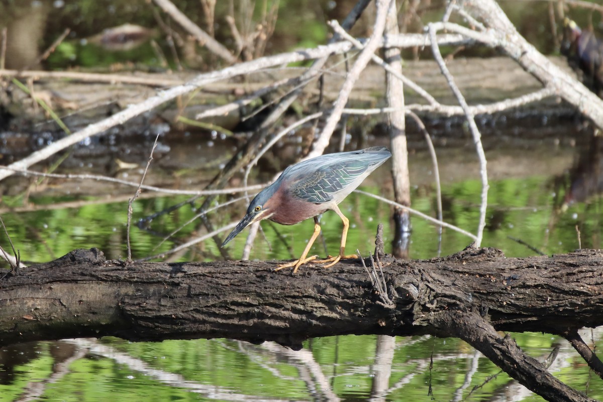 Green Heron - Jin Bai