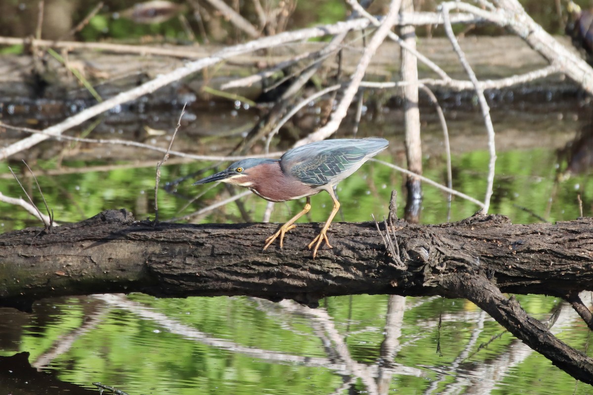 Green Heron - ML449616571