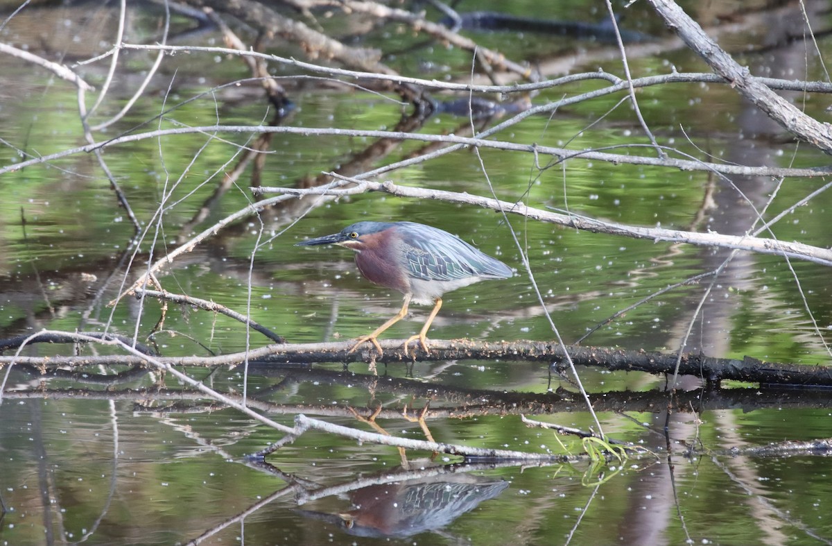 Green Heron - ML449616581