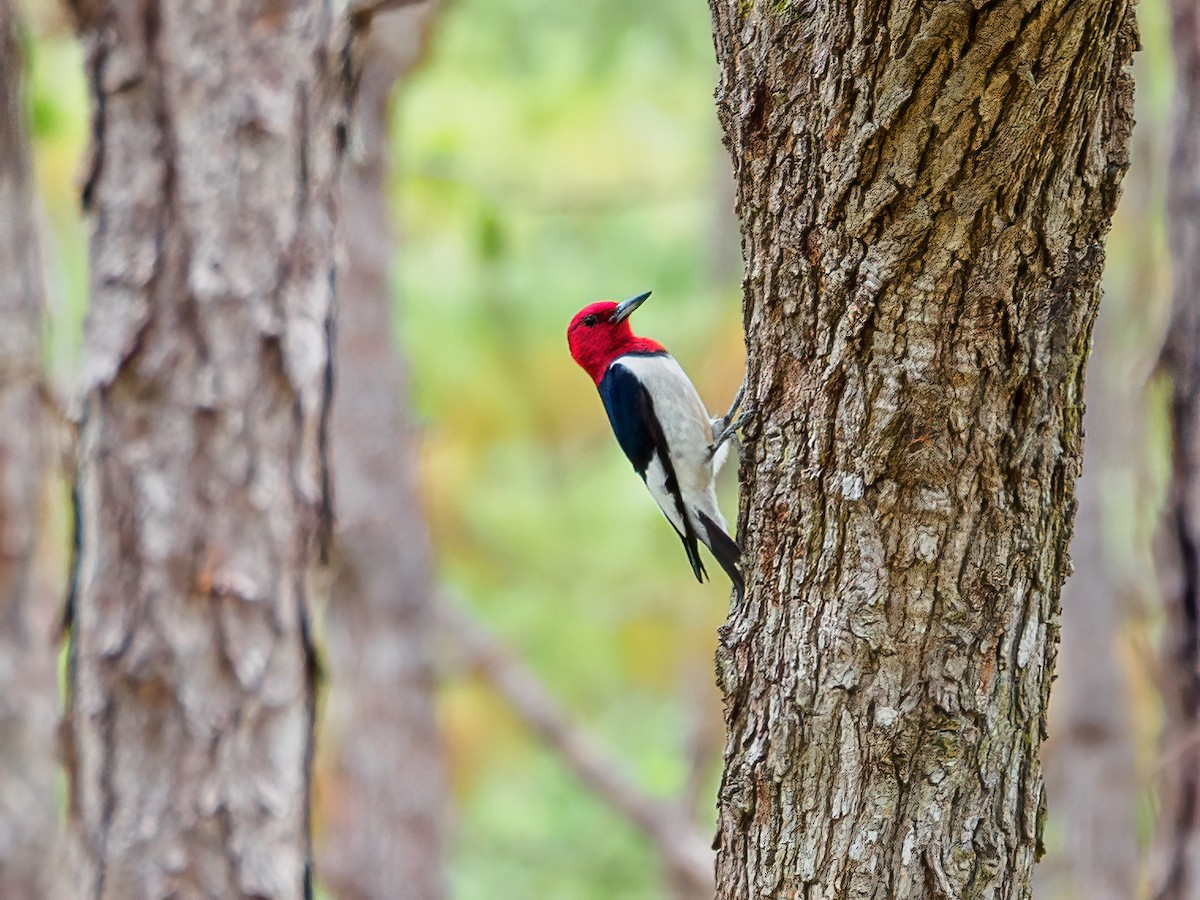 Red-headed Woodpecker - ML449616641