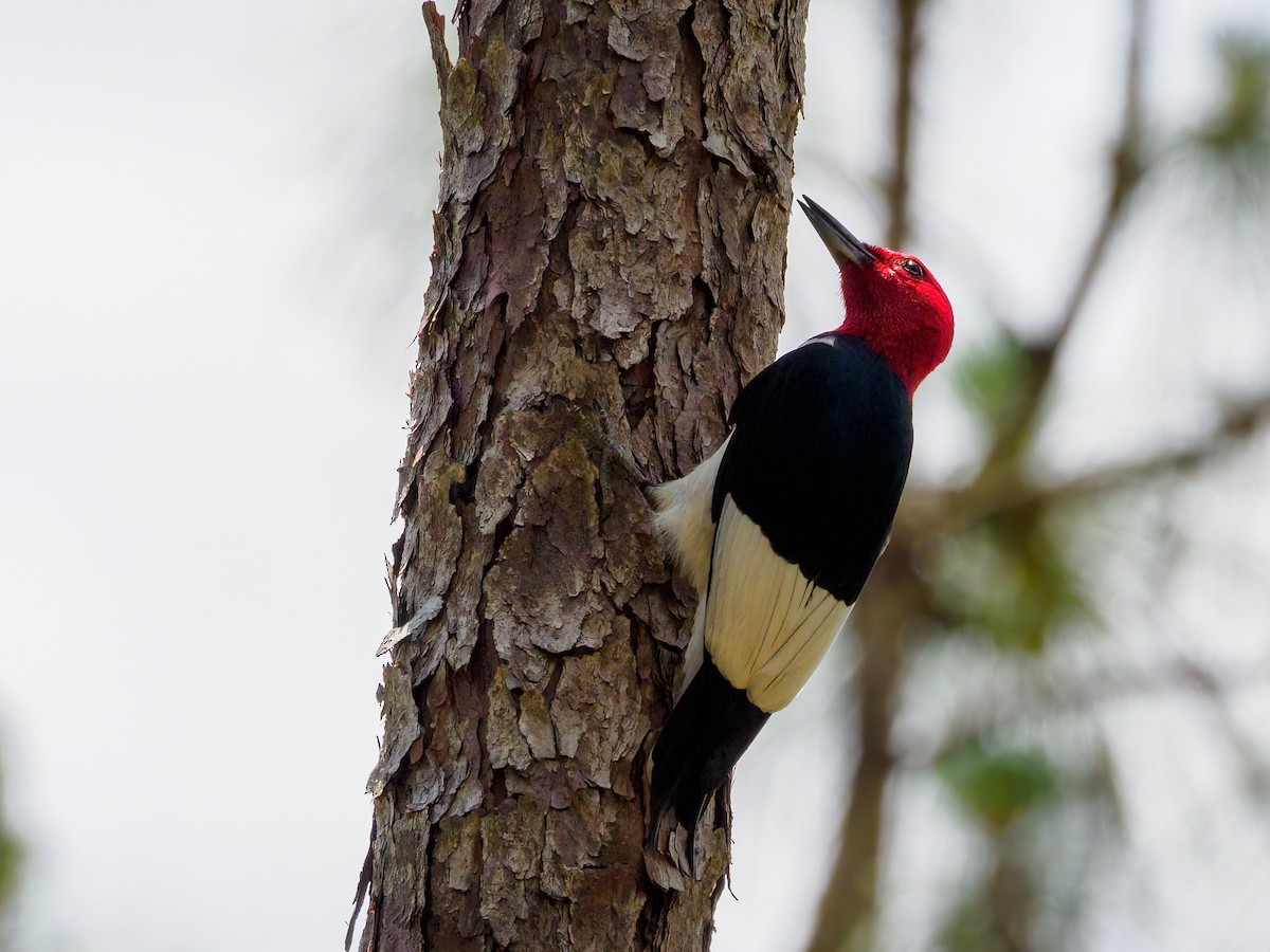 Red-headed Woodpecker - ML449616671